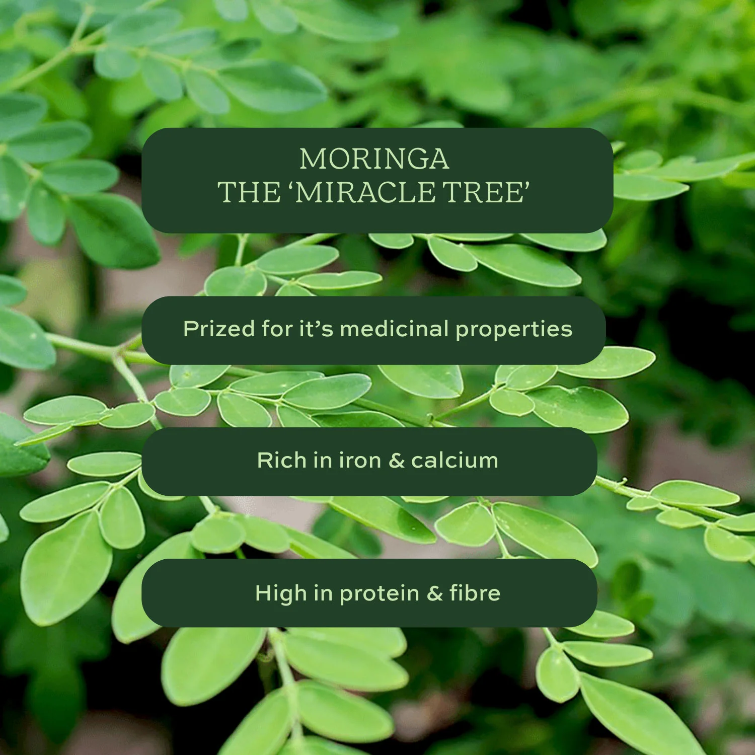 Aduna Cleanse Moringa Tea with Mint & Nettle 15 bags - Image 6
