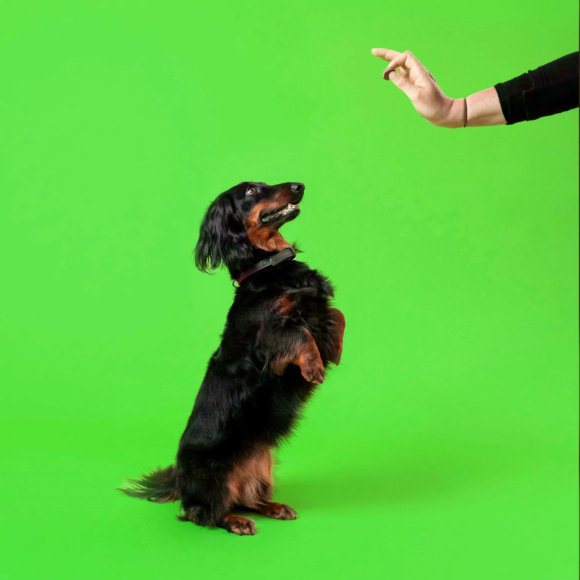 Canine Shine 100g - Image 3