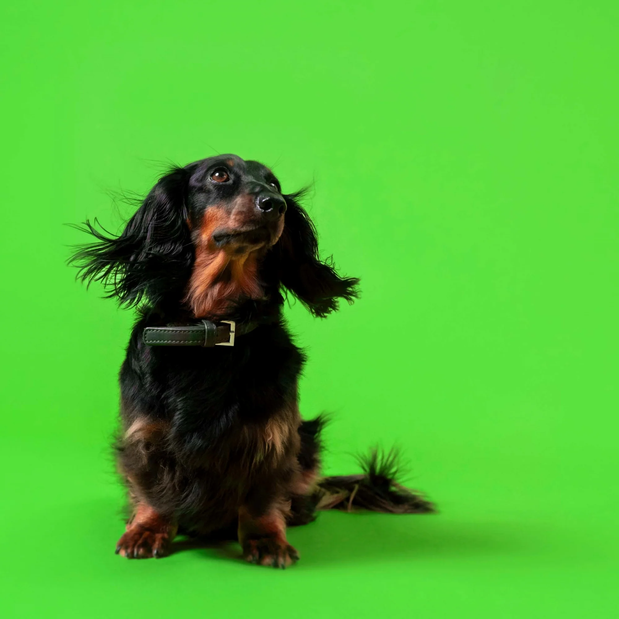 Canine Shine 100g - Image 4
