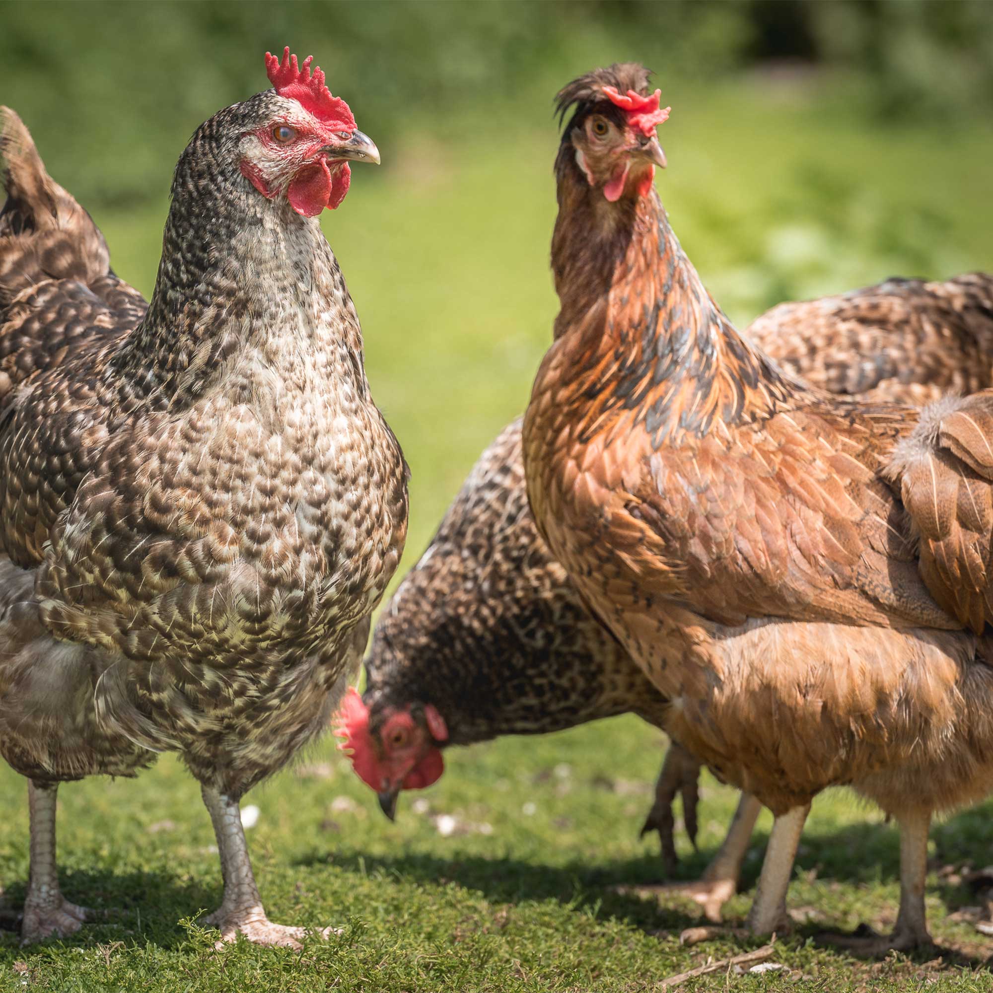 Rookery Large Eggs 6 pack - Image 4