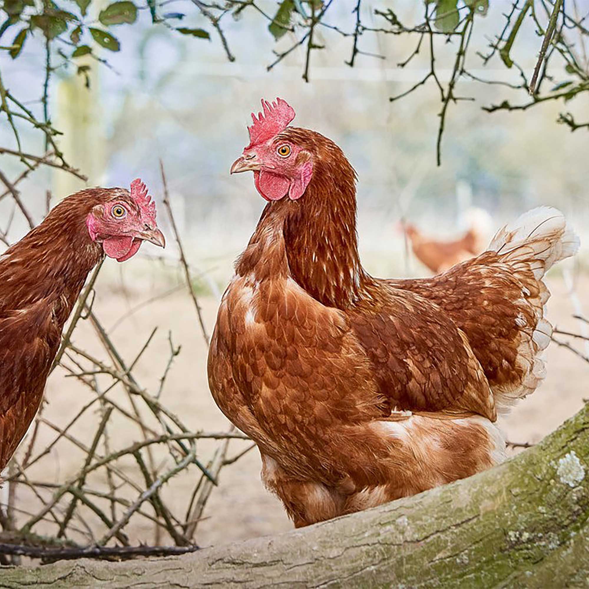 Rookery Farm Medium Eggs 6 pack - Image 4