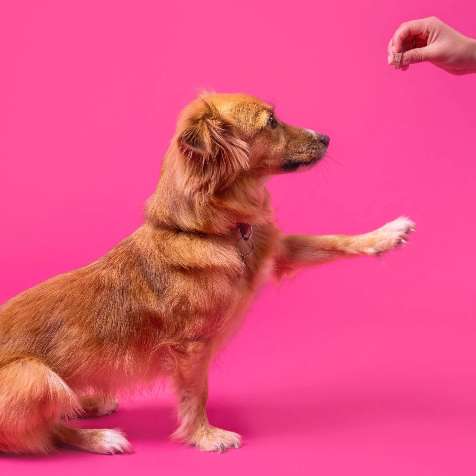 Sit Roll Treat Repeat 100g - Image 3