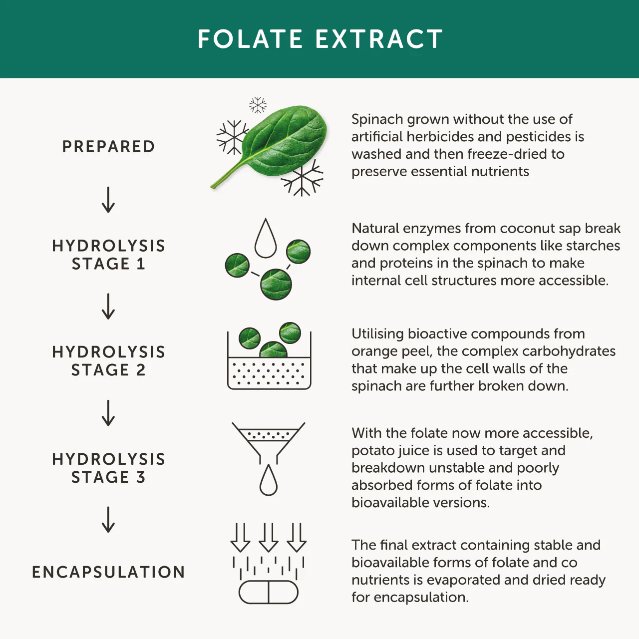 Together Folate 30 caps - Image 4