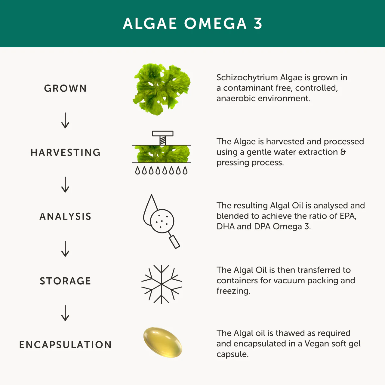 Together Omega 3 DHA capsules from Algae Oil 30 tabs - Image 5