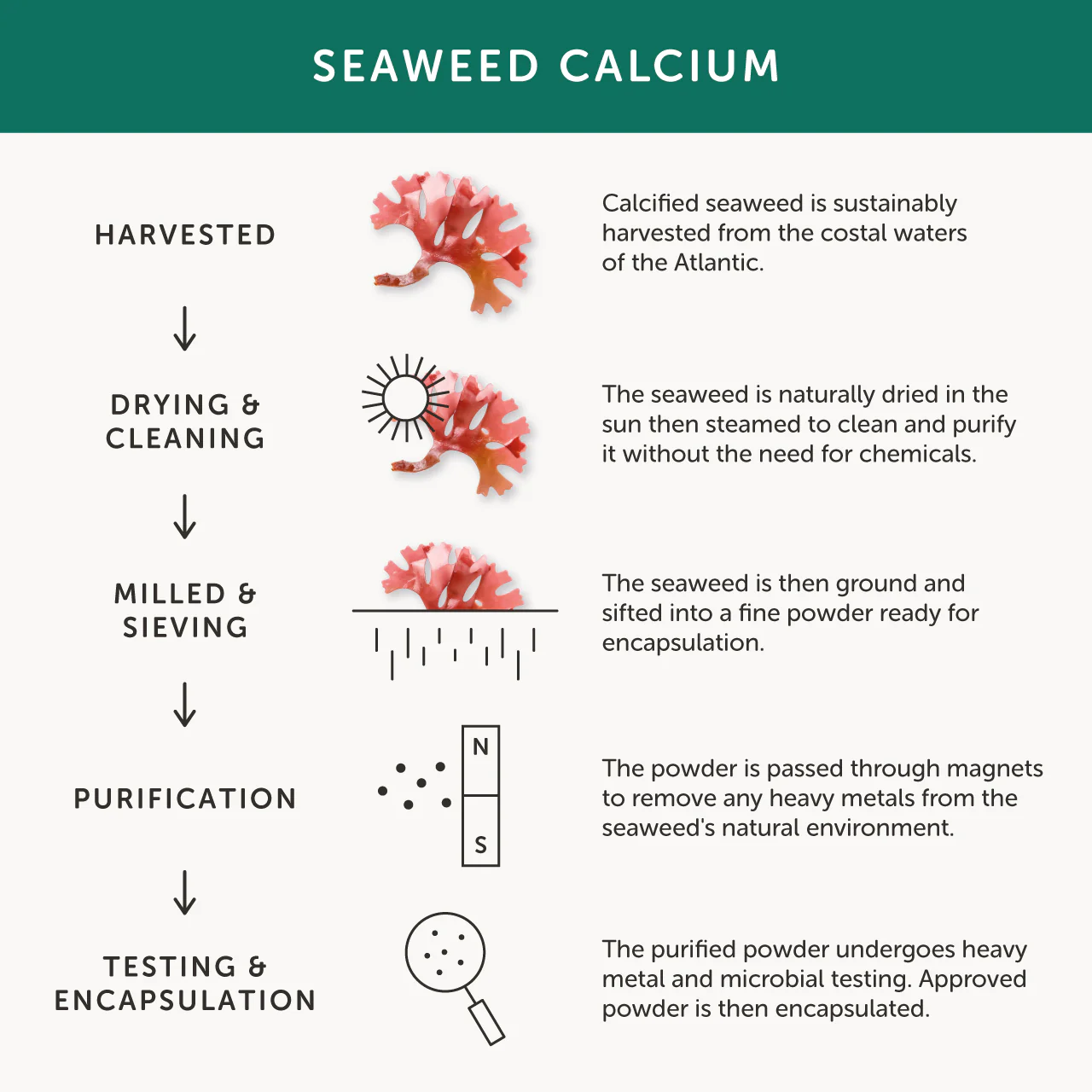 Together Seaweed Calcium 60 caps - Image 5