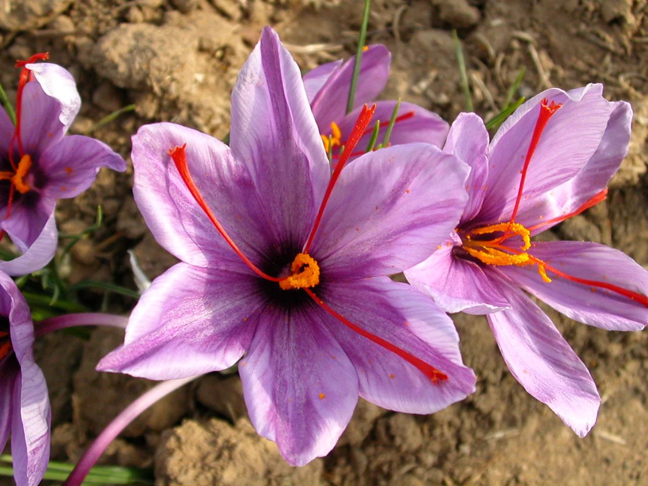Viridian Saffron Extract with Marigold Veg Caps 30 caps - Image 2
